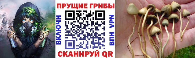 дарнет шоп Краснообск Галлюциногенные грибы мухоморы